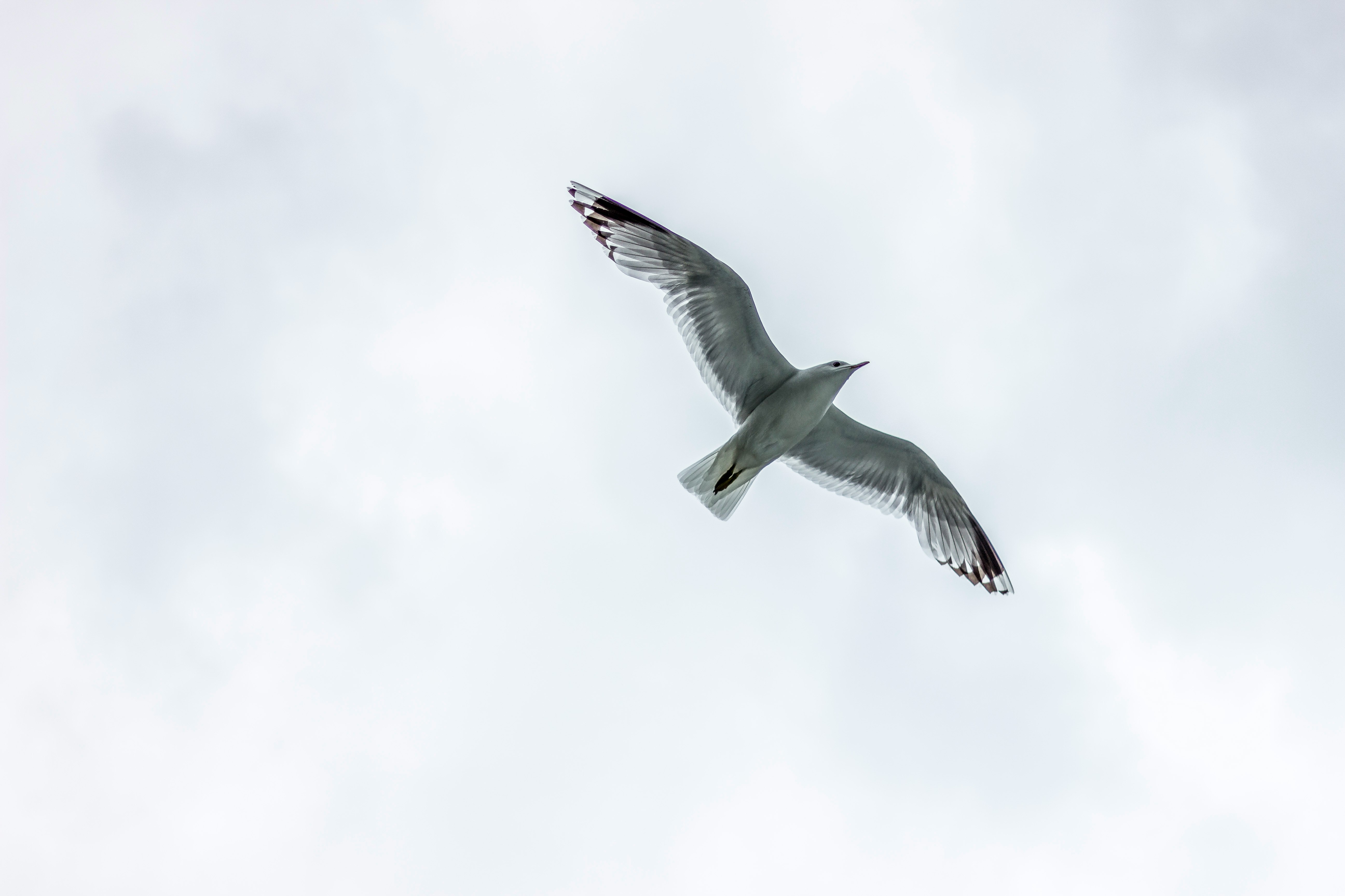 seagull flying under white clouds